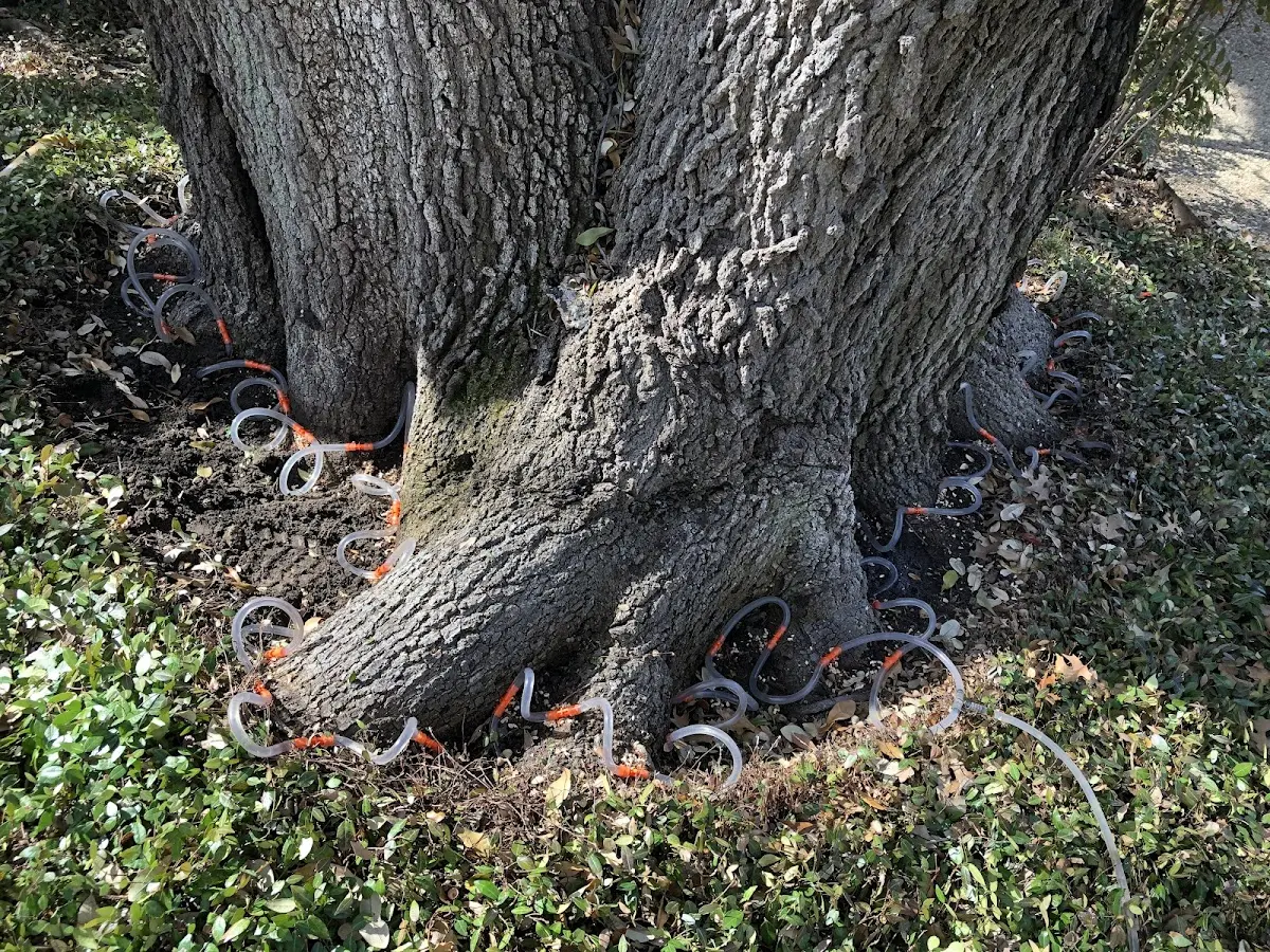 Detailed Tree Cabling and Bracing job site in Mayflower