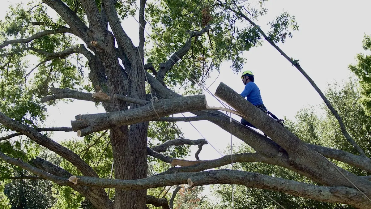 Professional Hazardous Tree Removal performed by certified arborists in Mayflower